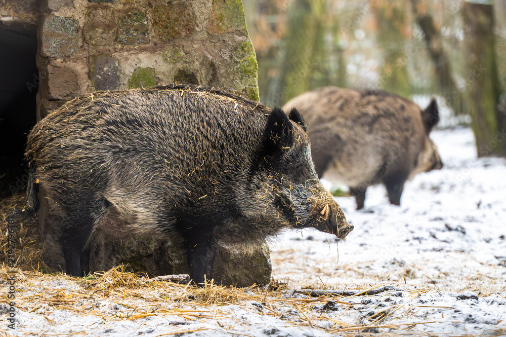 Fototapeta premium Wild Boars At The Zoo Presently