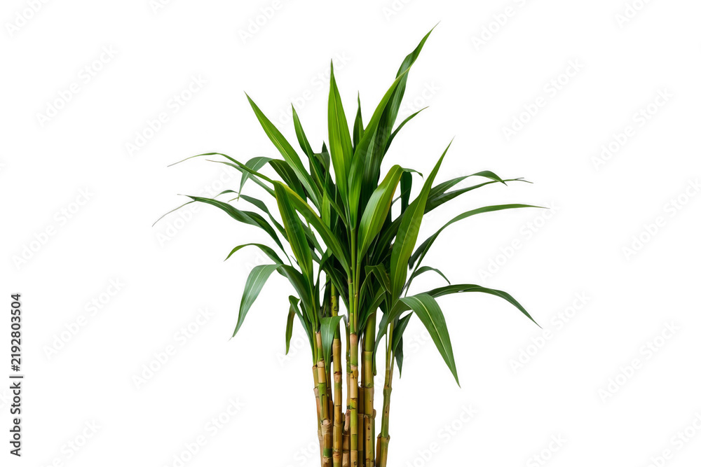 Obraz premium Lucky bamboo plant with fresh green leaves
