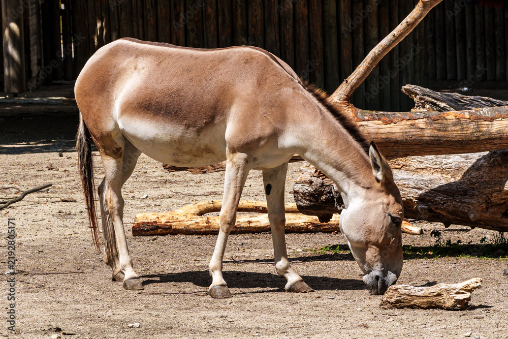 Obraz premium Persian onager, Equus hemionus onager. Captive-born animals that are extremely rare due to near extinction in the wild.