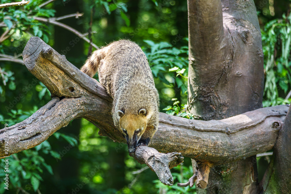 Obraz premium South American coati, Nasua nasua is a coati species from tropical and subtropical South America.