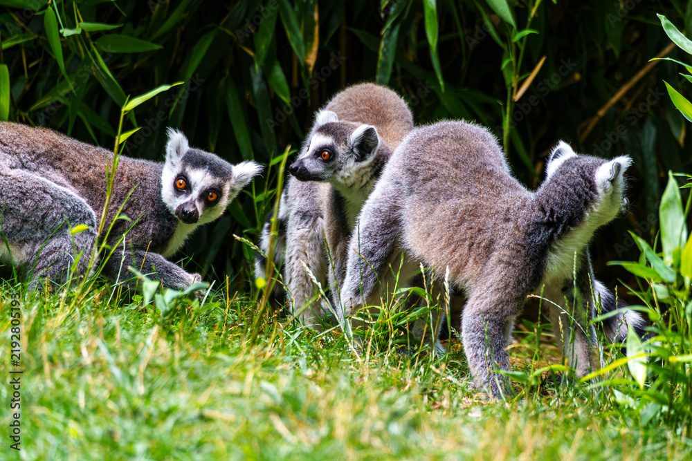 Obraz premium The ring-tailed lemur,Lemur catta with white ringed tail is the most known lemur