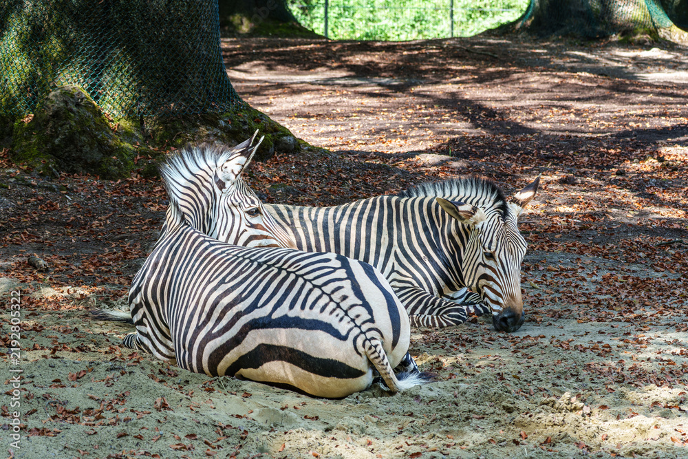 Obraz premium Hartmann's Mountain Zebra, Equus zebra hartmannae. An endangered zebra