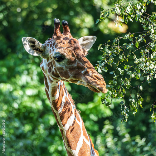 Photography The giraffe, Giraffa camelopardalis is an African mammal