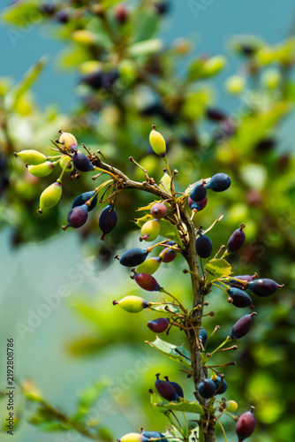 Foto Barberry fruit