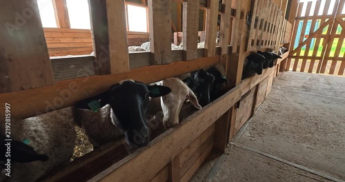 Feeding a flock of sheep on the farm. Farm lifestyle, animal care.