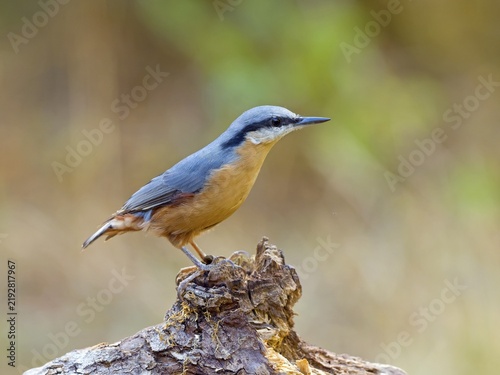 Eurasian nuthatch (Sitta europaea), sitting on a root, Solms, Hesse, Germany