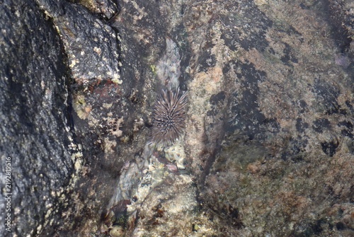 Photography Sea urchin in Muri lagoon, Rarotonga, Cook Islands.