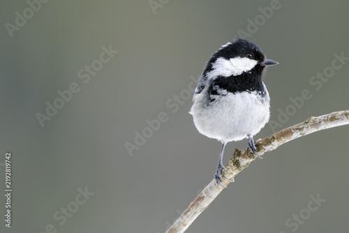 Coal Tit (Periparus ater, formerly Parus ater)