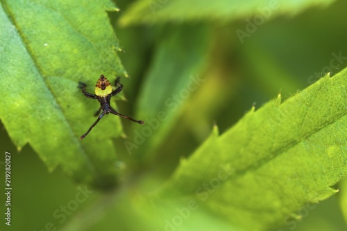 Box bug (Gonocerus acuteangulatus), freshly hatched larva on rose leaf