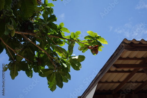 Fotografía low-angle shot looking up at the lush green canopy of a tropical tree against a bright blue sky, with the traditional roof eaves of a building visible on the right