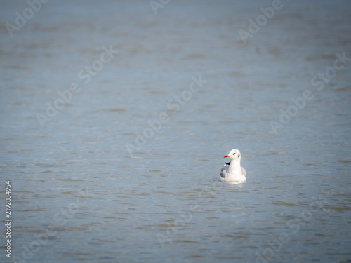 Fotografía Black-headed gull swimming on open water, winter plumage, Gravesend, Kent, UK