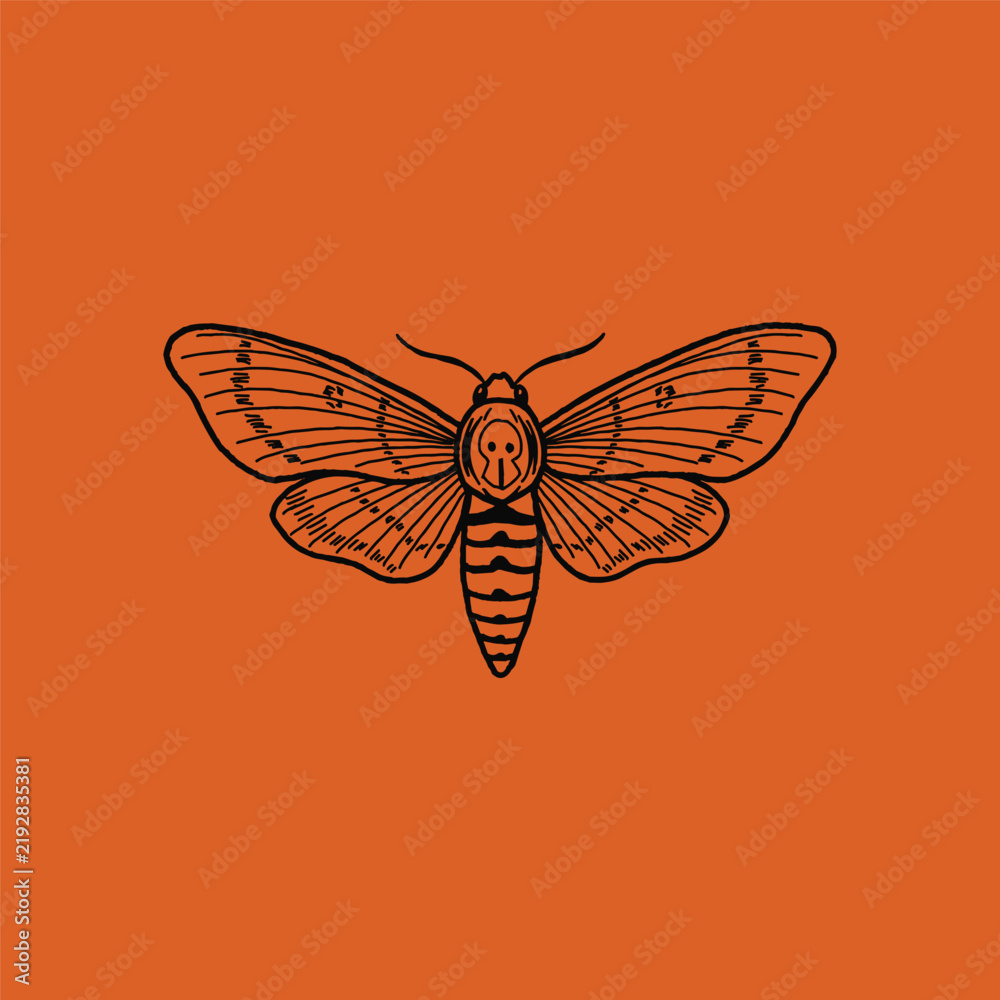 Fototapeta premium Death's head hawkmoth with detailed wings and skull marking on thorax.