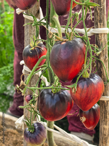 Obraz na płótnie Dark Purple Indigo Rose Tomatoes Growing on a Vine in a Garden.