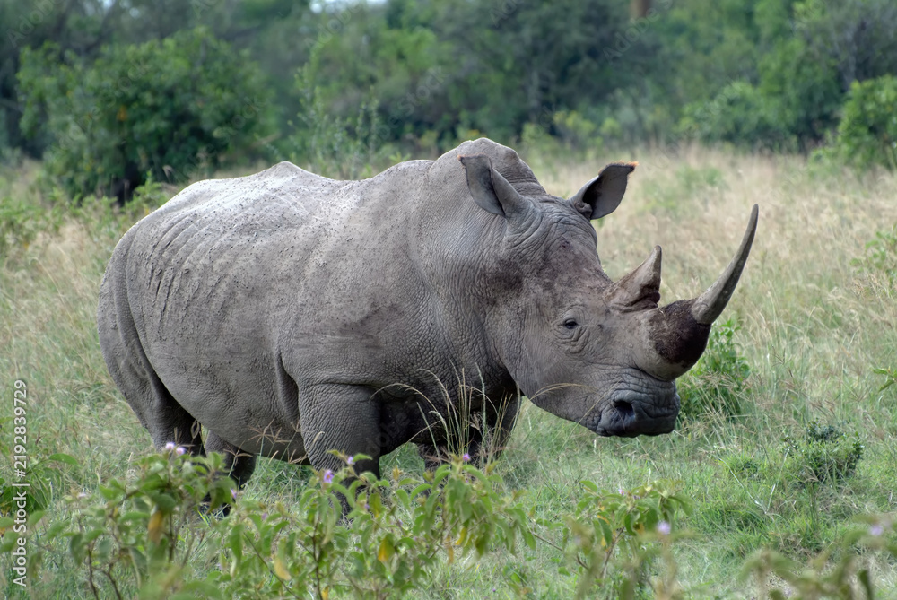 Obraz premium White rhinoceros, Africa, Kenya