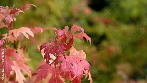 Autumn background-red maple leaves in the city Park

