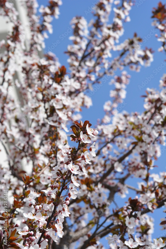 Obraz premium Black Cherry Plum flowers - Latin name - Prunus cerasifera Nigra
