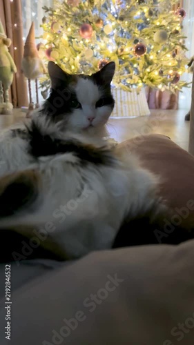 A Cozy Cat Enjoys the Warm Glow of a Beautifully Decorated Christmas Tree in a Relaxing Living Room Setting, Capturing a Perfect Holiday Moment.