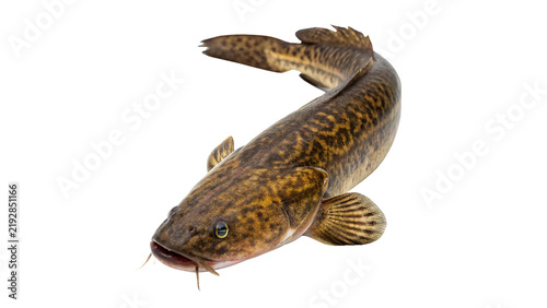 Foto Fresh raw whole wild catfish cod river fish ingredient isolated on transparent background