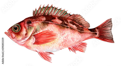 ウスメバル手描き水彩画