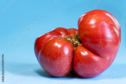 Unusual, naturally misshapen red tomato with several fused lobes forming irregular, asymmetrical shape. Ripe tomato on bright blue background. Natural imperfections and diversity agricultural produce