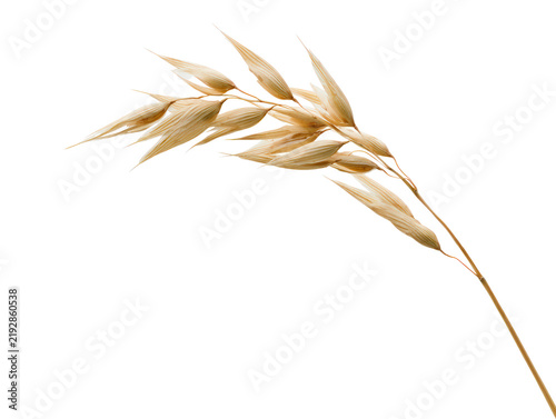 Oat ear cereal grain golden isolated on clean background, showing delicate mature seed head for food and farming