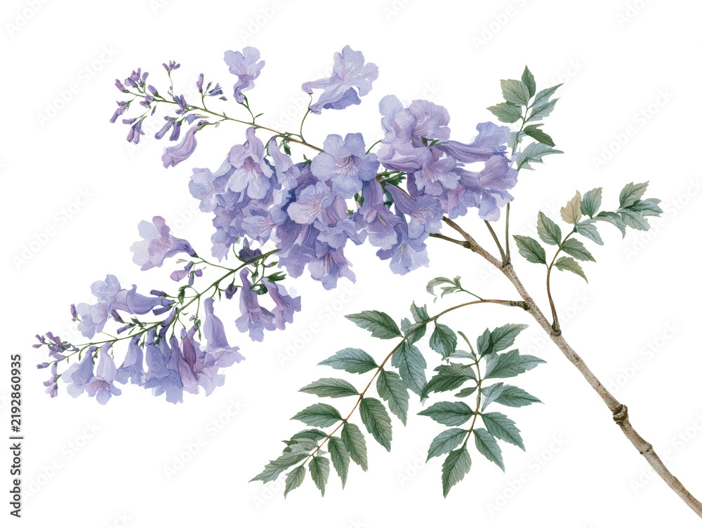 Obraz premium Jacaranda flowering tree branch purple blossom green leaf isolated botanical illustration for tropical garden design