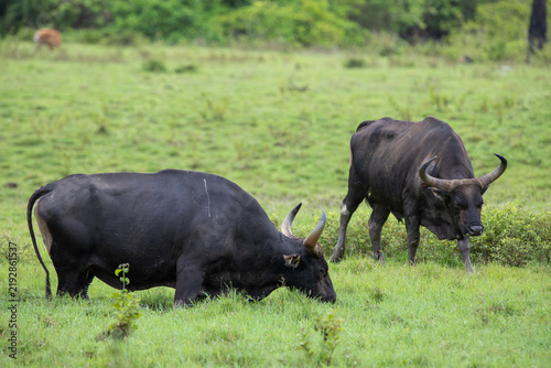 Photography The buffalo is feeding in the savanna