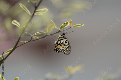 Butterfly on the tip of a branch