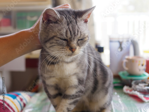 撫でられている時の猫の表情