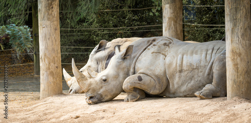white rhinoceros, also known as the white rhino or square-lipped rhinoceros, which is the largest extant species of rhinoceros and the most social of all rhino species, resting at the zoo