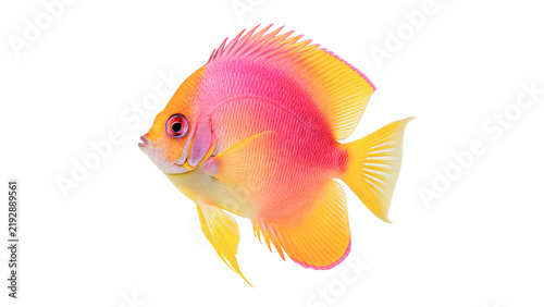 Canvastavla Vibrant colorful pink and yellow tropical fish swimming isolated on transparent background