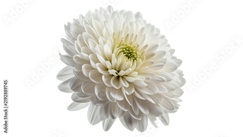 Beautiful white chrysanthemum flower head blossom isolated on transparent background.