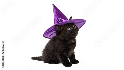 Cute small black kitten wearing purple witch hat isolated on transparent background.
