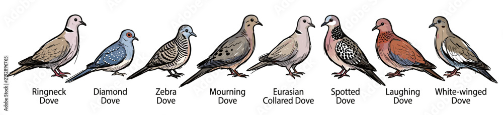 Fototapeta premium Illustration showing different species of doves and pigeons with labels.