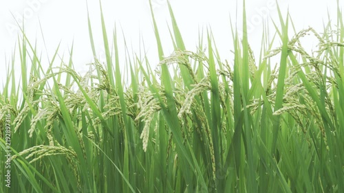Green Rice Ears Ripening in a Japanese Paddy Field Before Harvest