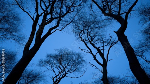 Silhouettes of bare trees against a deep blue evening sky, low angle view