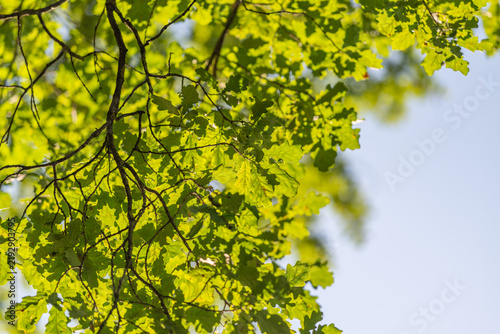 Bright green leaves dance in the warm sunlight creating a peaceful canopy above during a sunny day in nature