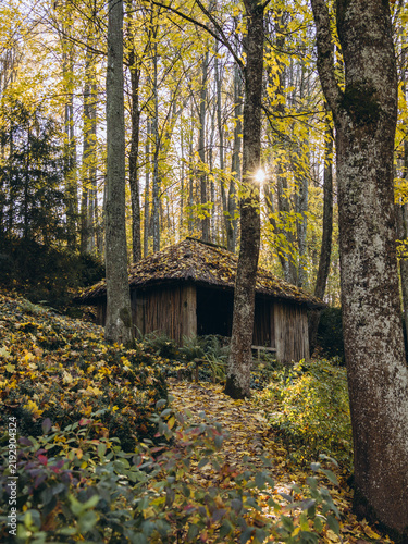 Принти на полотні Autumn sunlight filters through trees surrounding a rustic wooden hut