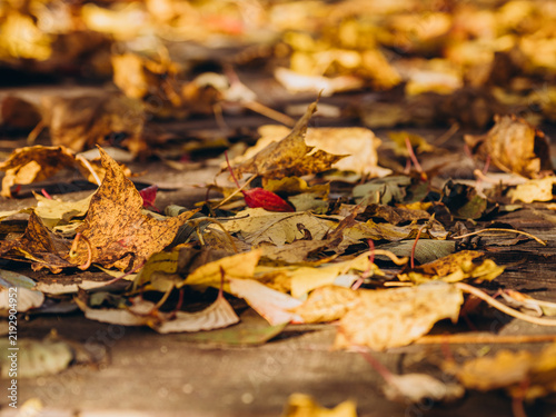 Canvastavla Autumn Leaves on Ground