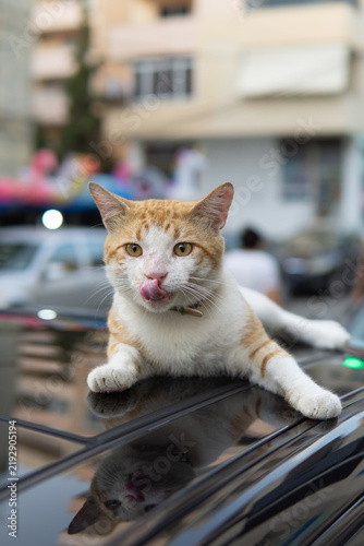 Cuadro en lienzo Cute ginger and white cat licking its nose with tongue outdoors.