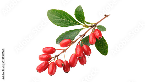 Quadro su tela Fresh red barberry berries branch with green leaves isolated on transparent background