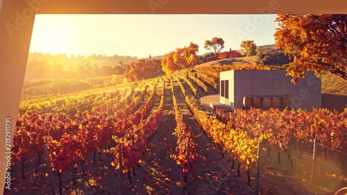 Golden autumn vineyard rows seen through modern geometric frame