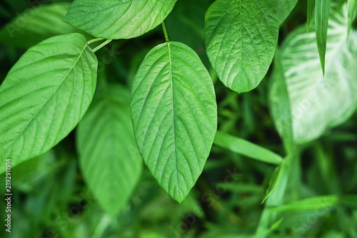 Salparni or Pleurolobus gangeticus plant green leaves in the jungle 