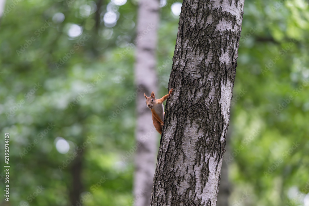 Fototapeta premium Curious red squirrel exploring the bark of a tree in a lush green forest during a sunny afternoon