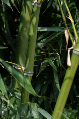 Obraz na plátně Thick green bamboo stems detail with shadow pattern