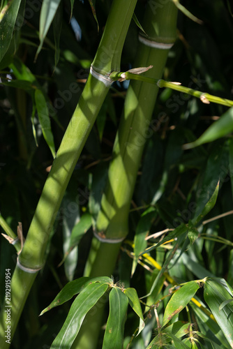 Obraz na plátne Thick green bamboo stems detail with shadow pattern