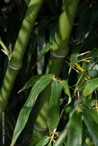 Obraz na plátne Thick green bamboo stems detail with shadow pattern