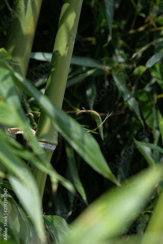 Foto Thick green bamboo stems detail with shadow pattern
