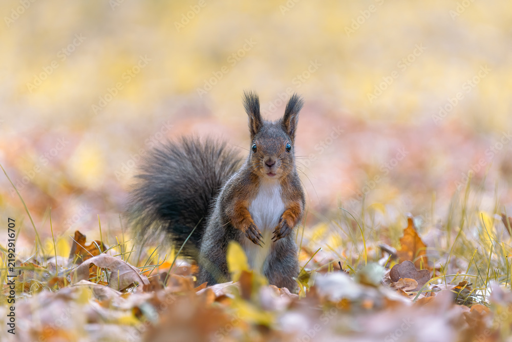 Fototapeta premium Red squirrel (Sciurus vulgaris) with fluffy tail and tufted ears looking at camera in autumn park