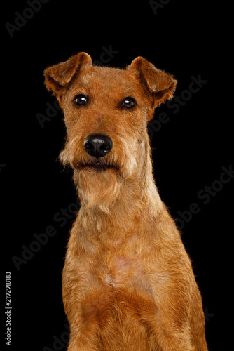 Obraz na płótnie Irish Terrier stands in vertical portrait, ears prick upward attentively, wiry r